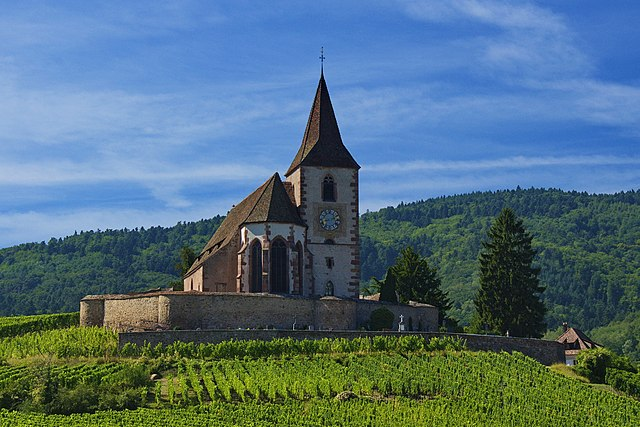 plan large de l'église Saint-Jacques-le-Majeur trônant au milieu des vignes, avec ses remparts visibles