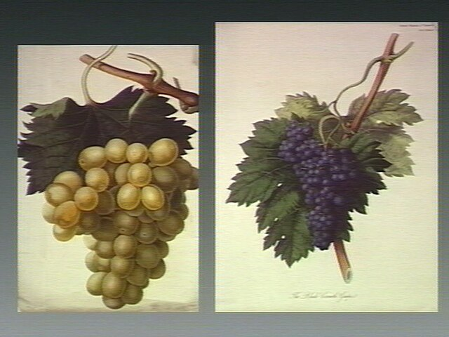 Illustration du muscat à gauche et du raisin de corinthe à droite