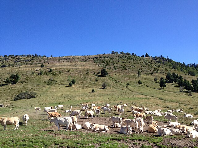 Vaches dans les montagnes pour illustrer la transhumance de munster 2026