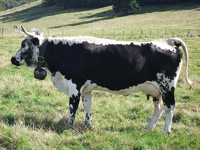Véritable vache vosgienne reconnaissable à sa bande blanche sur le dos, typique à celles pouvant être aperçue lors de la transhumance de munster 2026