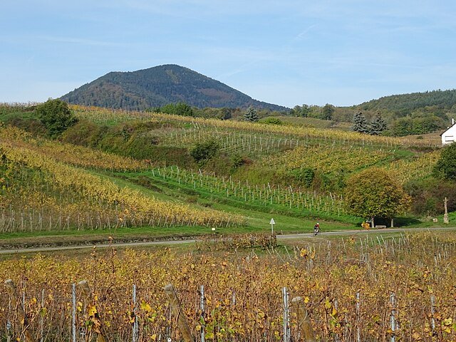 Un plan large et spectaculaire d'un vignoble alsacien en pente raide pour illustrer les meilleurs vins d'Alsace