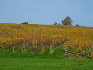 Découvrir les meilleurs vins d&rsquo;Alsace : domaines, appellations et prix