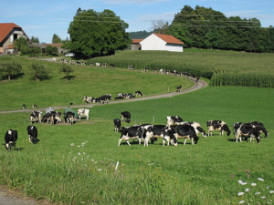 Transhumance de Munster 2026 : Dates, Programme et Guide Pratique