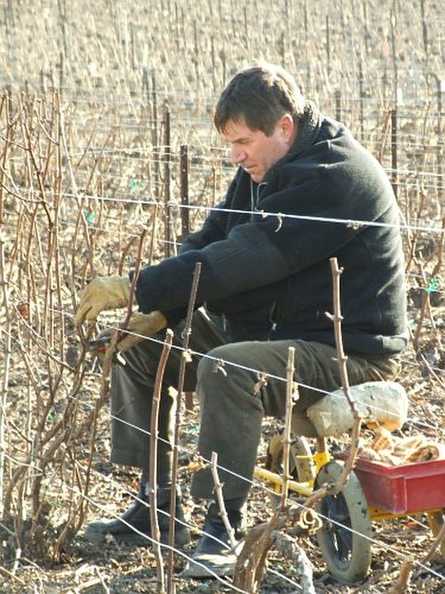 Un vigneron en train de travailler à la main sur ses vignes en hiver